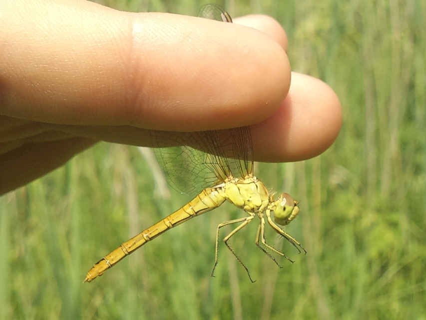 Sympetrum meridionale - fakó katona-szitakötő