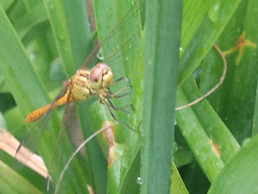 Sympetrum meridionale - fakó katona-szitakötő