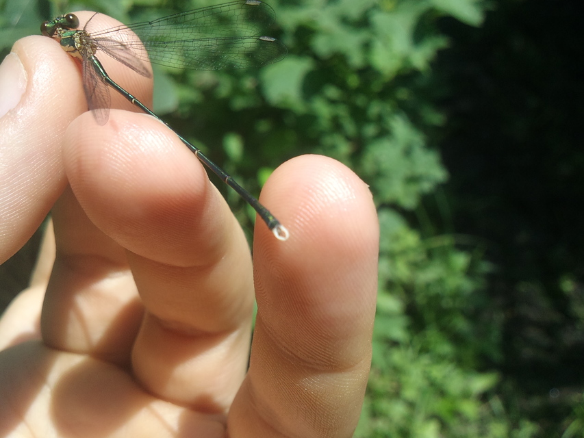 Chalcolestes parvidens - keleti zöld-rablószitakötő