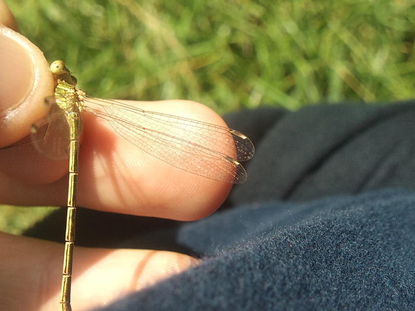 Lestes barbarus - foltosszárnyjegyű rablószitakötő