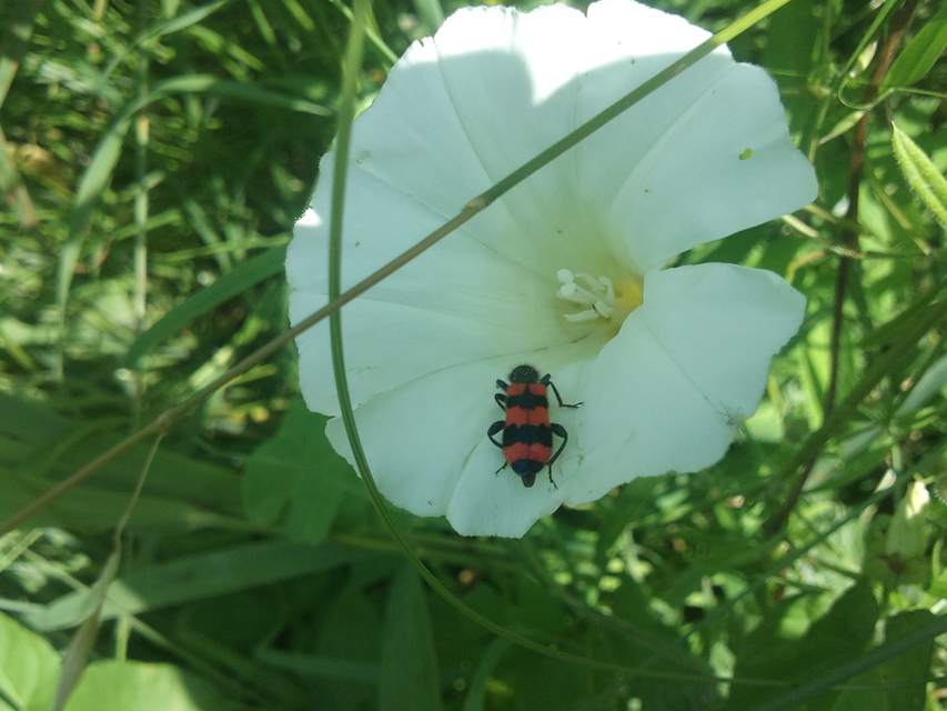 Trichodes apiarius - szalagos méhészbogár