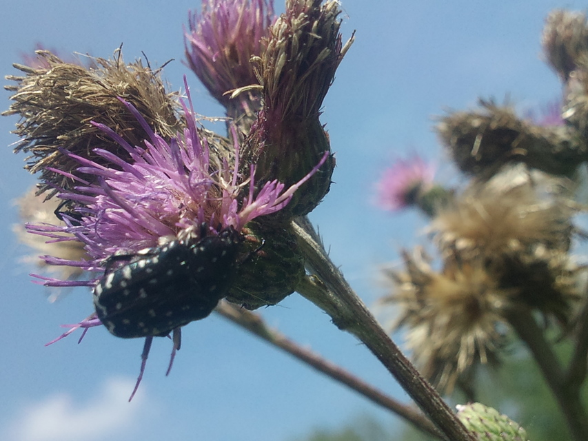 Oxythyrea funesta - sokpettyes virágbogár