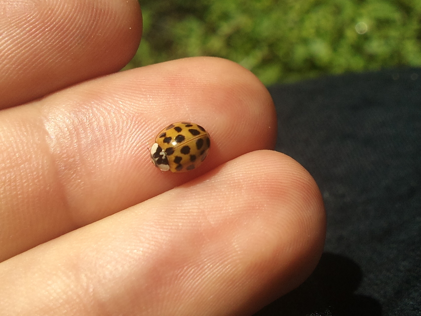 Harmonia axyridis - harlekinkatica