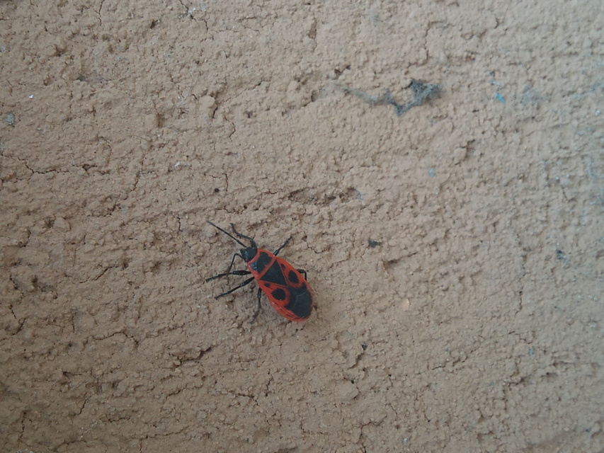 Pyrrhocoris apterus - verőköltő poloska