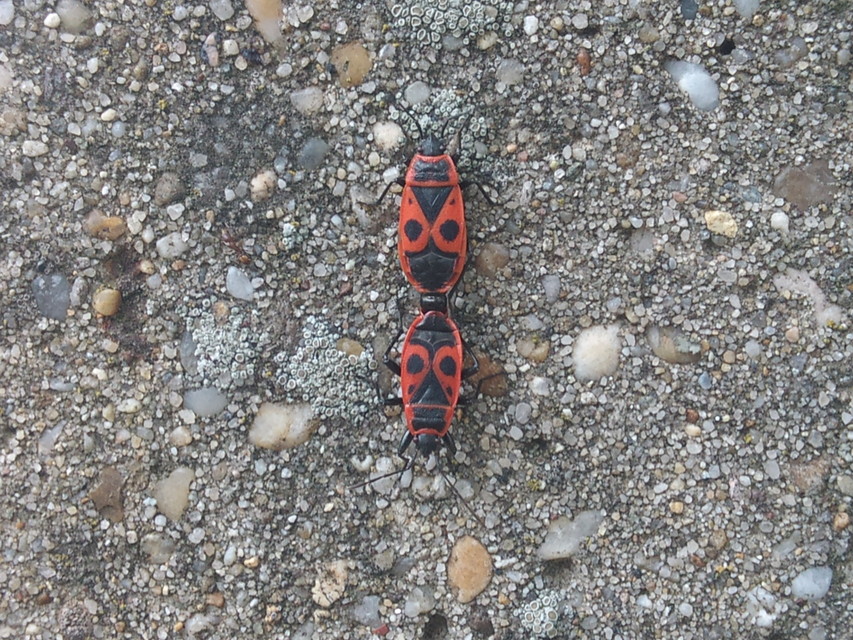 Pyrrhocoris apterus - verőköltő poloska