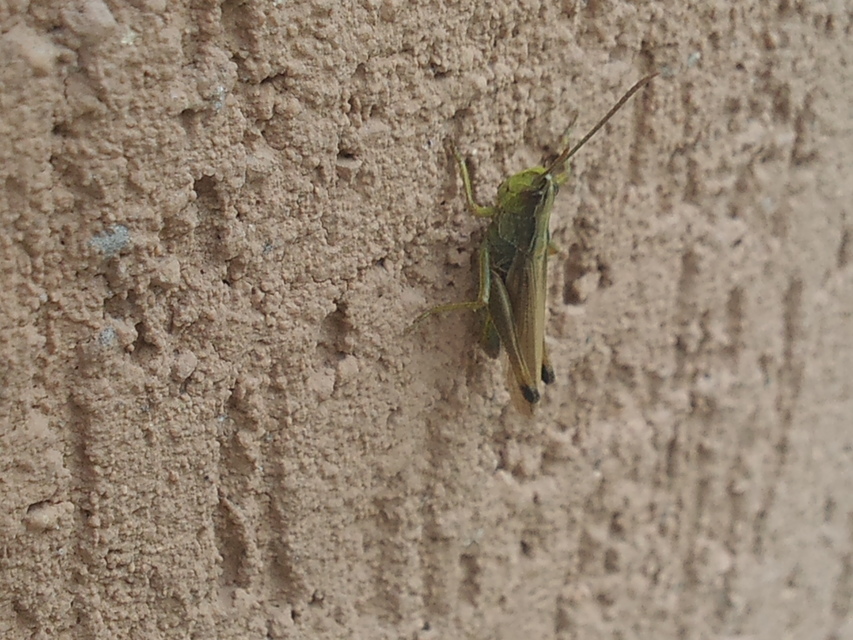 Pseudochorthippus parallelus - közönséges rétisáska