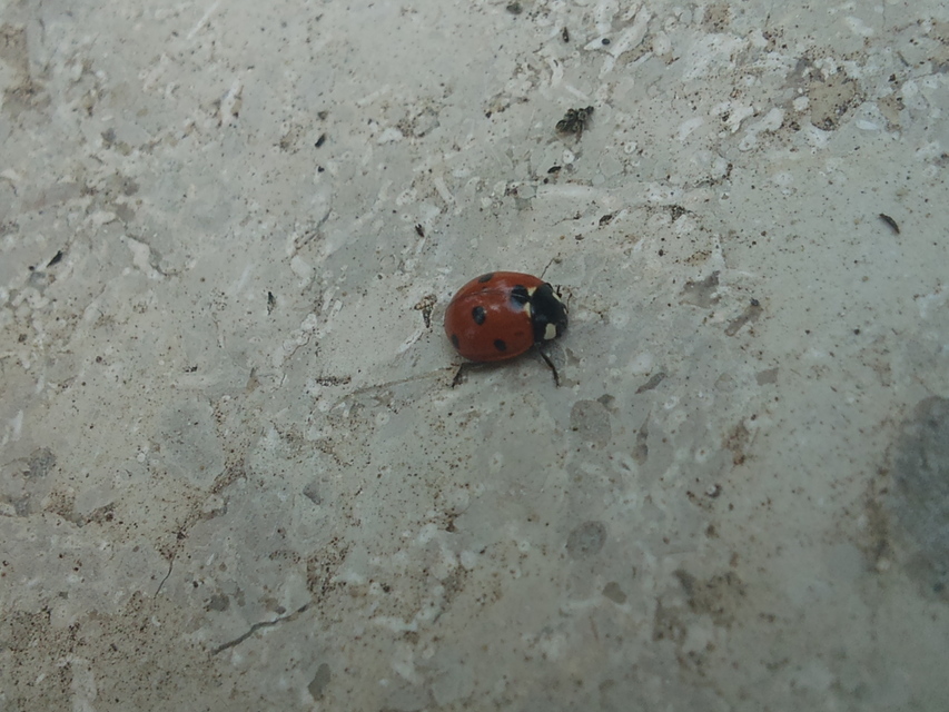 Coccinella septempunctata - hétpettyes katica