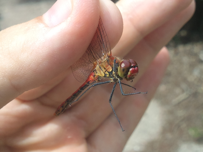 Sympetrum sanguineum - vörös katona-szitakötő