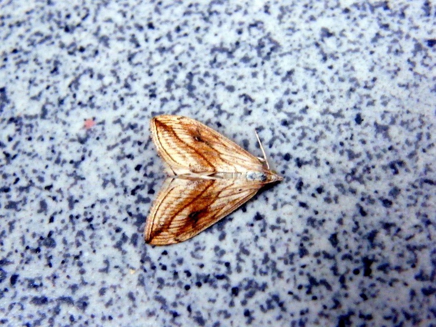 Evergestis forficalis - veteménymoly