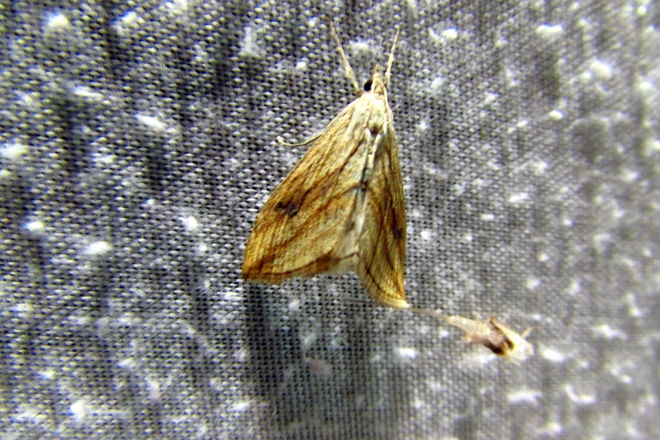 Evergestis forficalis - veteménymoly