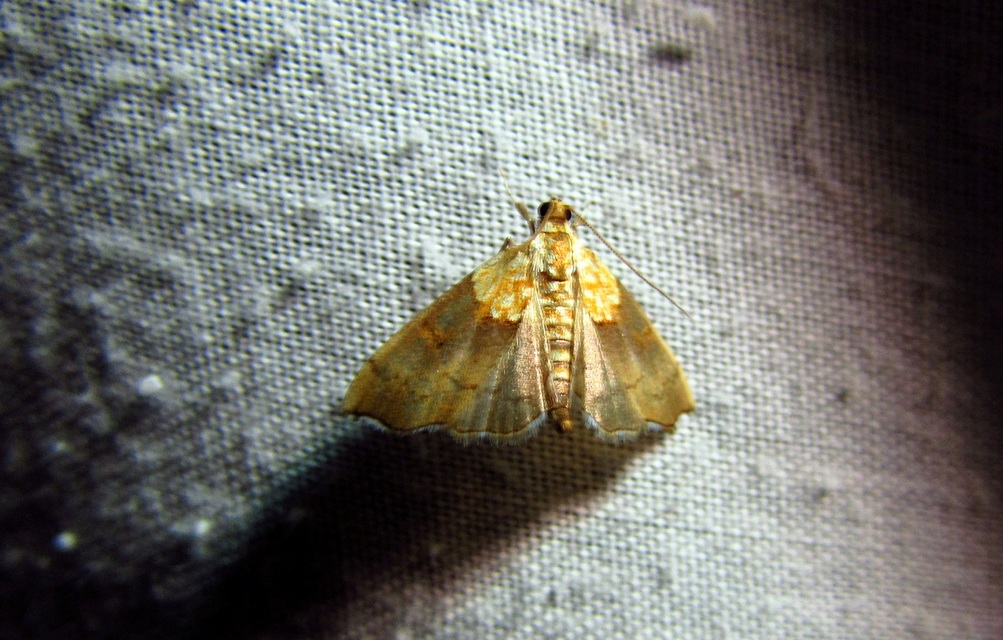 Agrotera nemoralis - ligeti tűzmoly