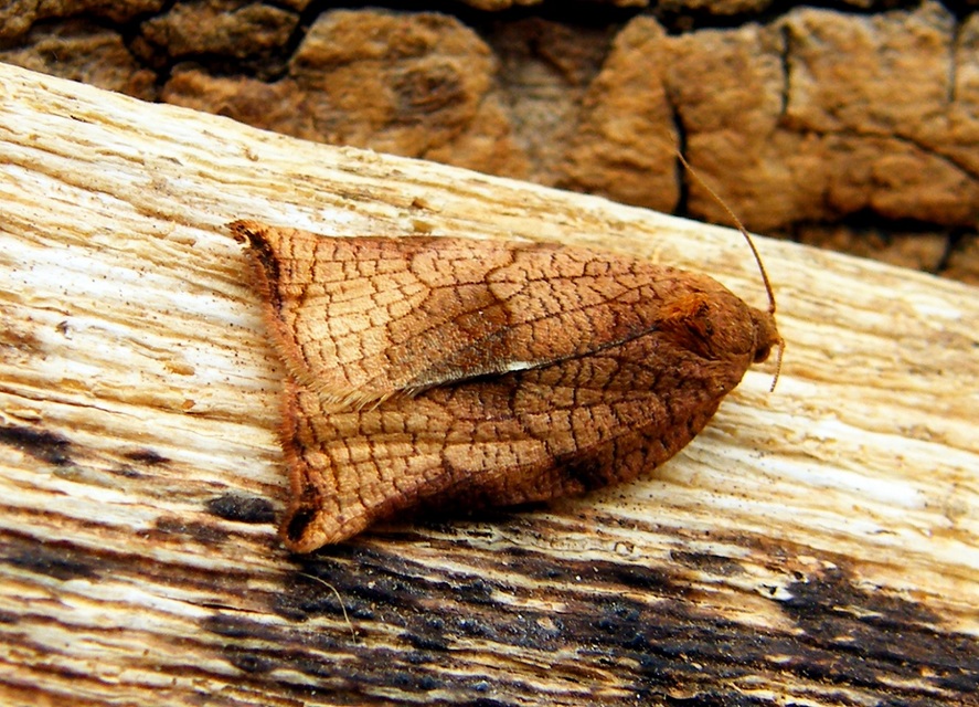 Archips podana - dudvarágó sodrómoly