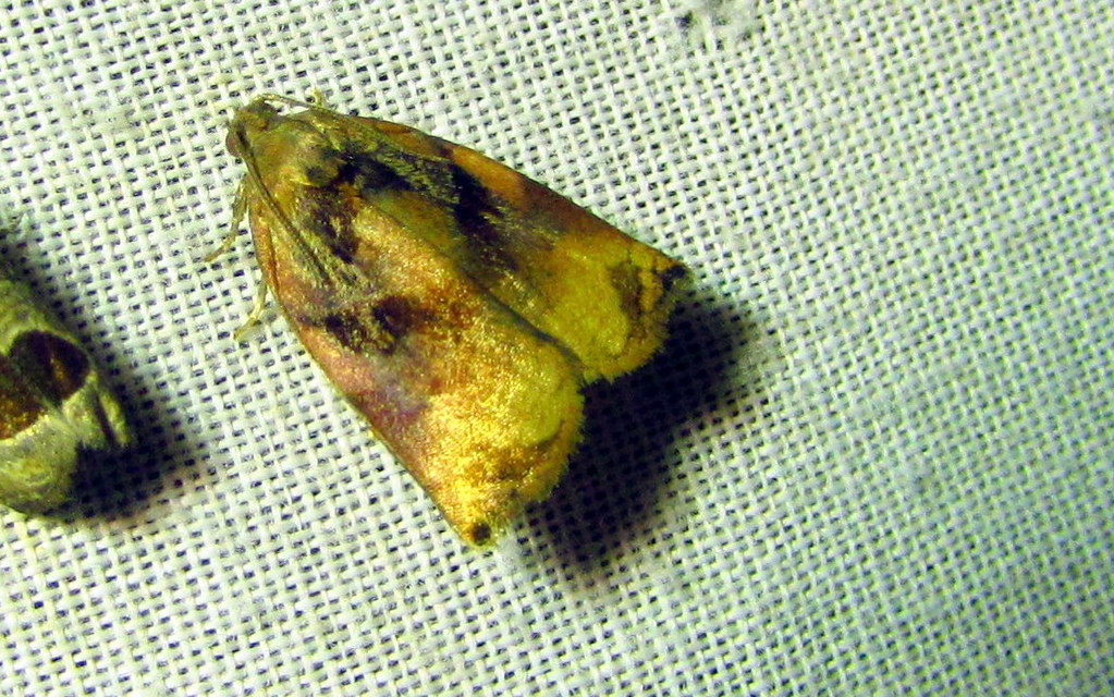 Archips podana - dudvarágó sodrómoly