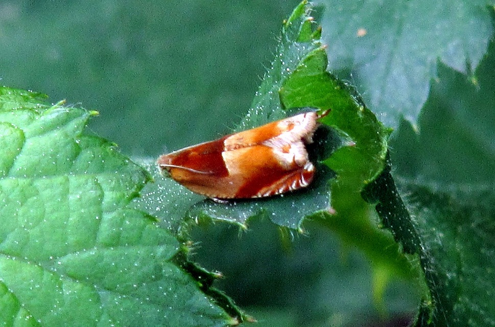 Ancylis mitterbacheriana - tölgysodró horgasmoly