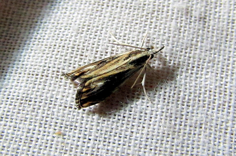 Catoptria verellus - kormos fűgyökérmoly