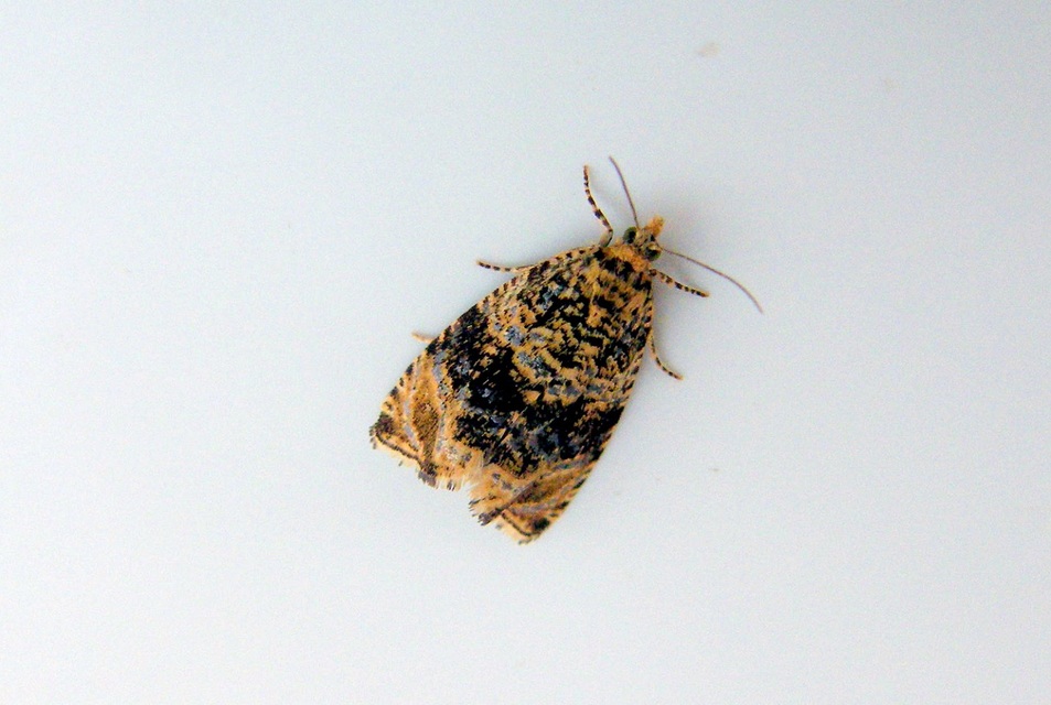 Celypha lacunana - vízparti tükrösmoly