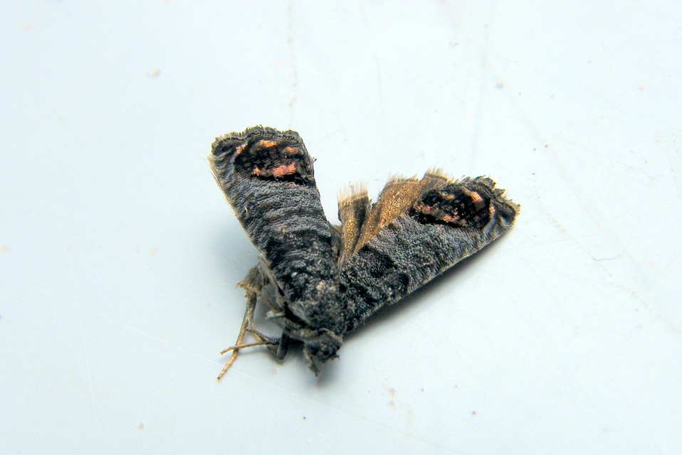 Cydia pomonella - almamoly