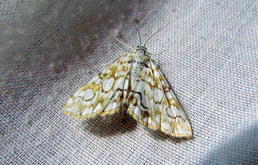 Elophila nymphaeata - tarka vízimoly