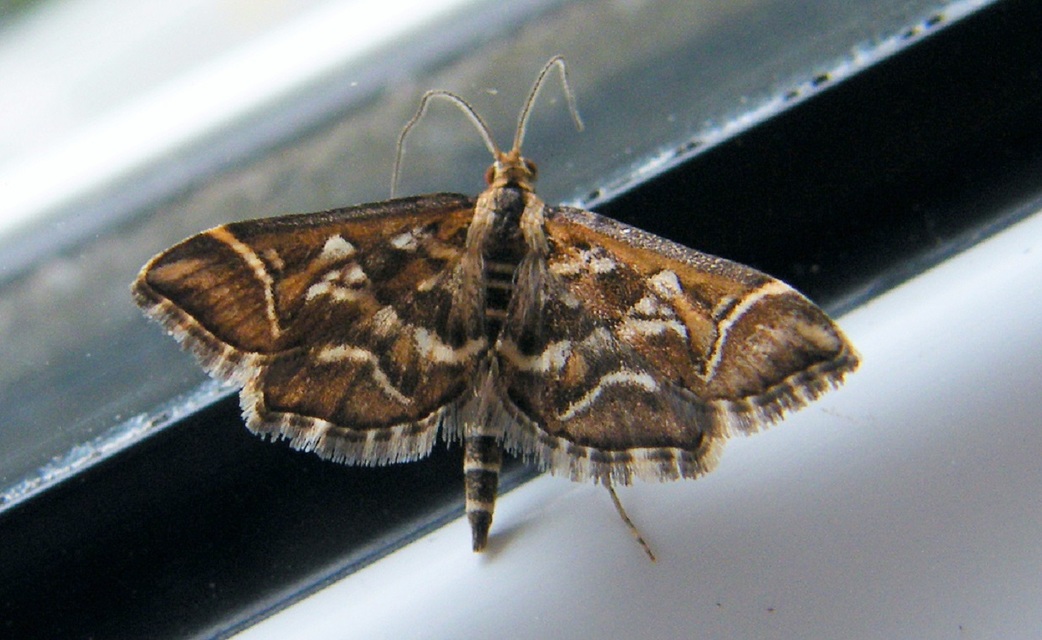 Diasemia reticularis - betűmintás tűzmoly