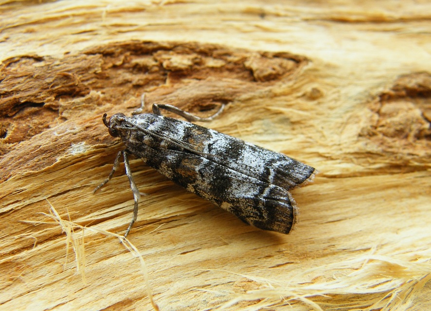 Dioryctria sylvestrella - tobozrágó karcsúmoly