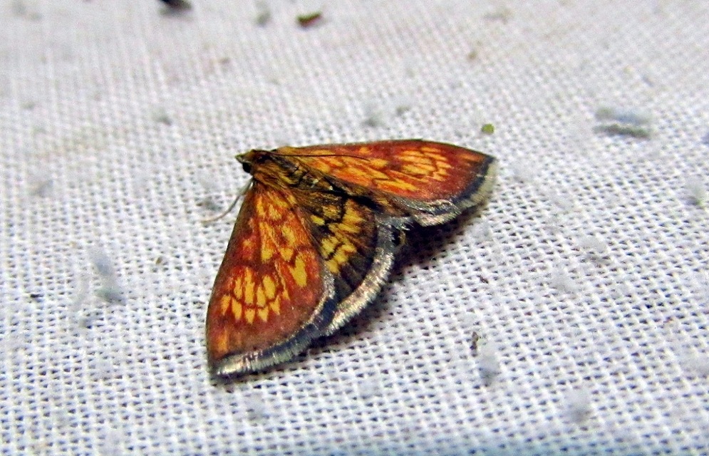 Ecpyrrhorrhoe rubiginalis - rozsdavörös tűzmoly