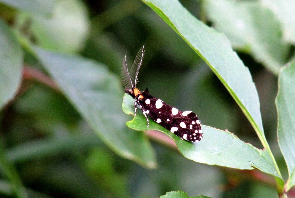 Euplocamus anthracinalis - fésűscsápú korhadékmoly