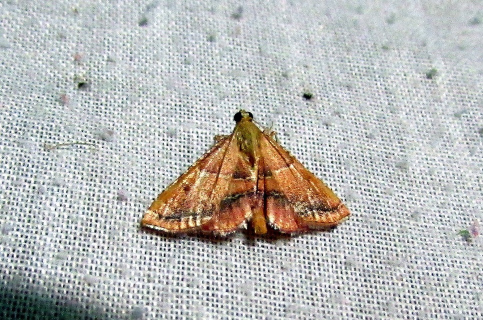 Endotricha flammealis - tüzesszárnyú fényilonca
