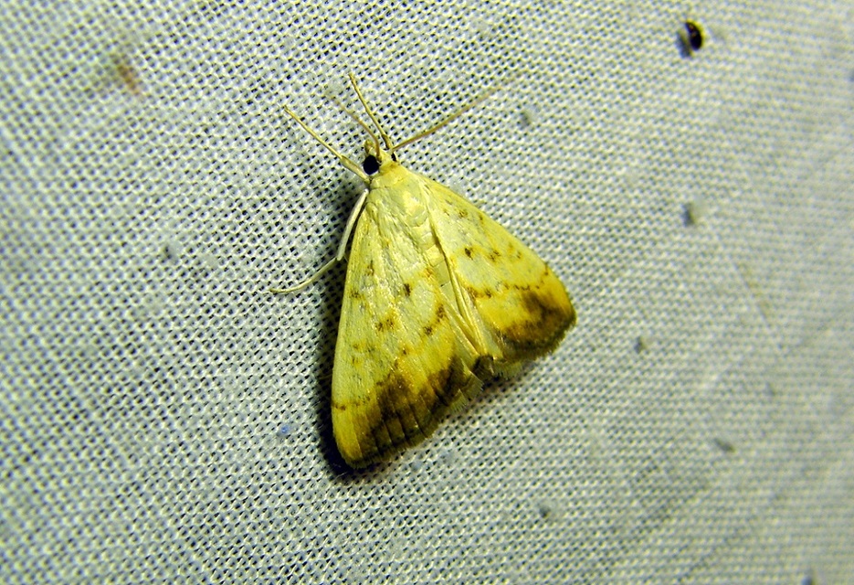 Evergestis extimalis - kerti dudvamoly