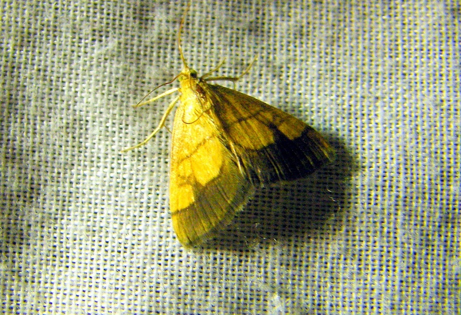 Evergestis limbata - közönséges dudvamoly