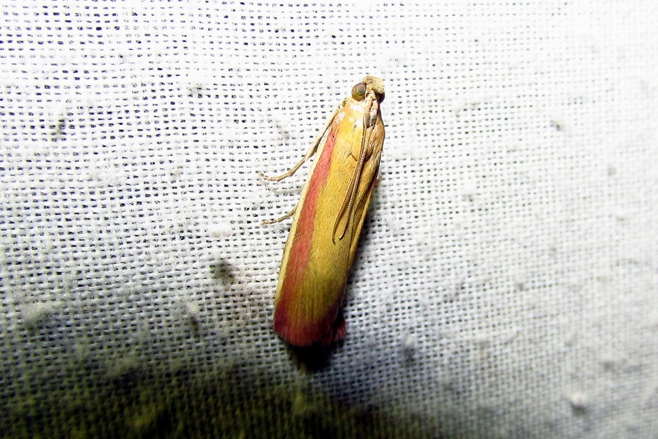 Oncocera semirubella - lucernamoly
