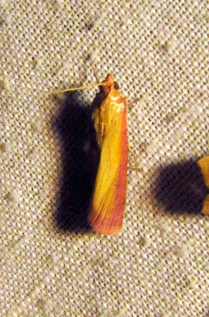 Oncocera semirubella - lucernamoly