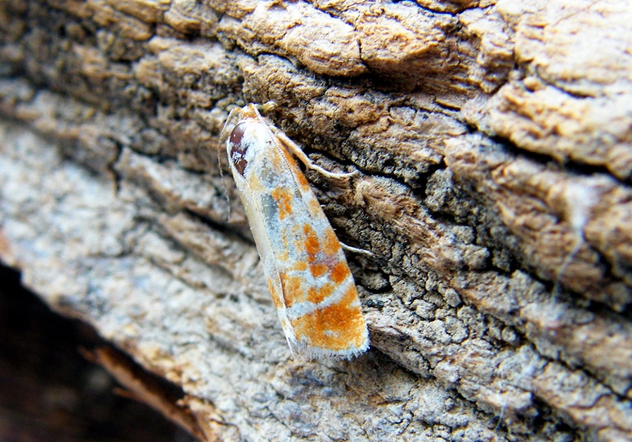 Rhyacionia buoliana - fenyőilonca