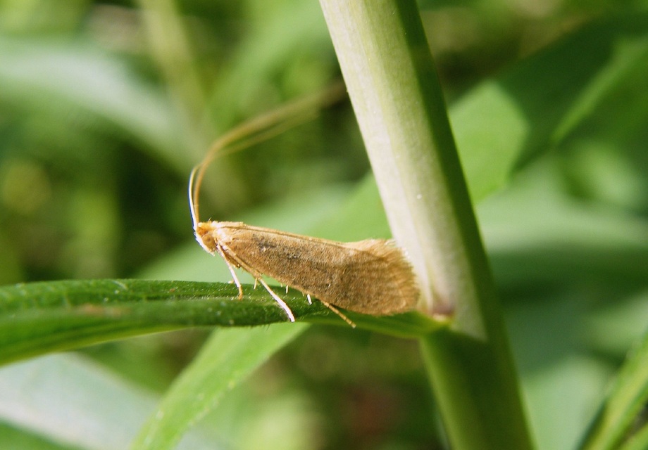 Adelidae - hosszúcsápú-tőrösmolyfélék