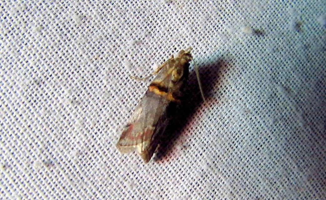 Trachonitis cristella - bokorrágó karcsúmoly
