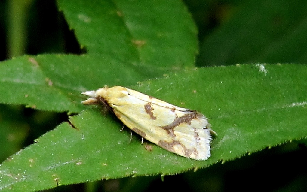 Agapeta hamana - közönséges sárgamoly