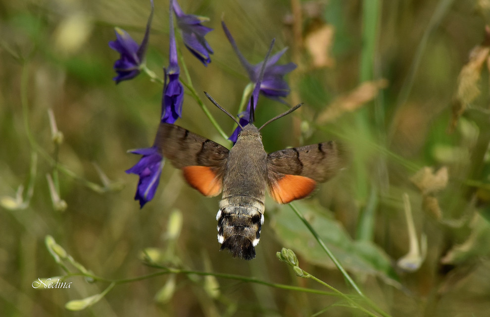Macroglossum stellatarum - kacsafarkú szender