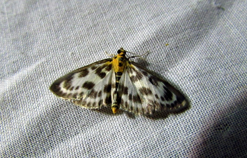 Anania hortulata - tarka csalánmoly