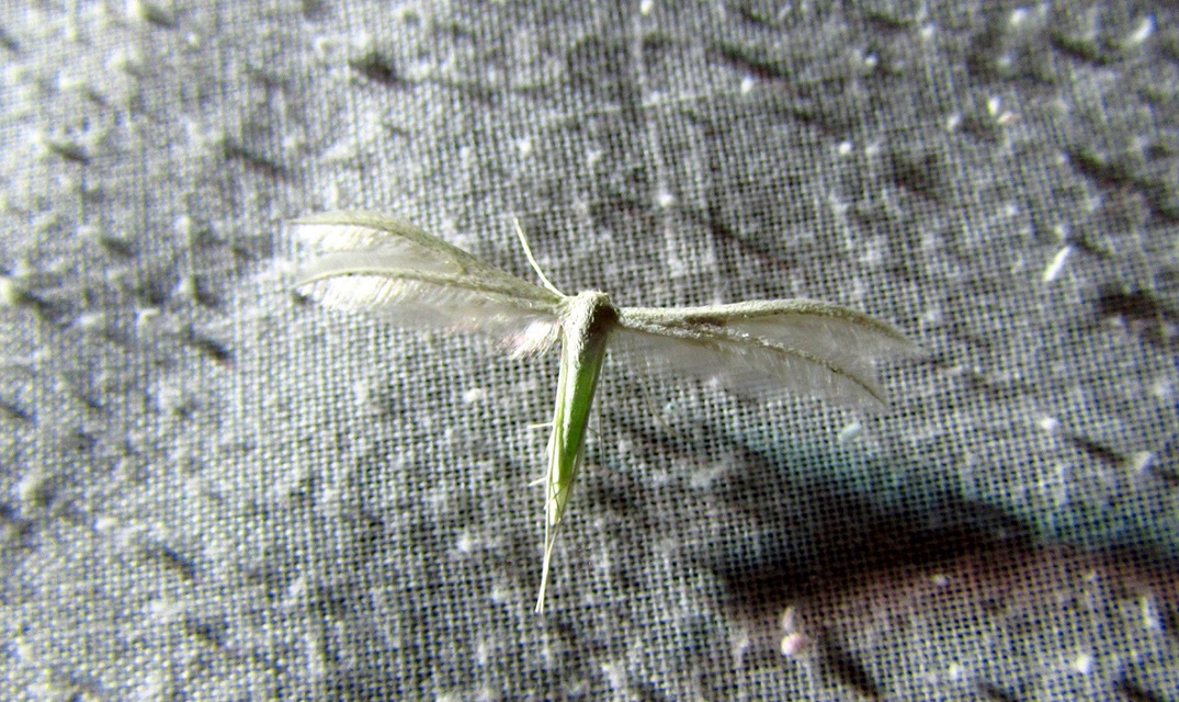 Pterophorus pentadactyla - fehér tollasmoly