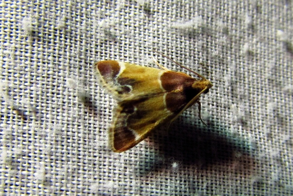 Pyralis farinalis - lisztilonca
