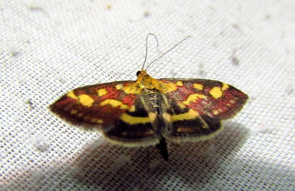 Pyrausta purpuralis - közönséges bíbormoly
