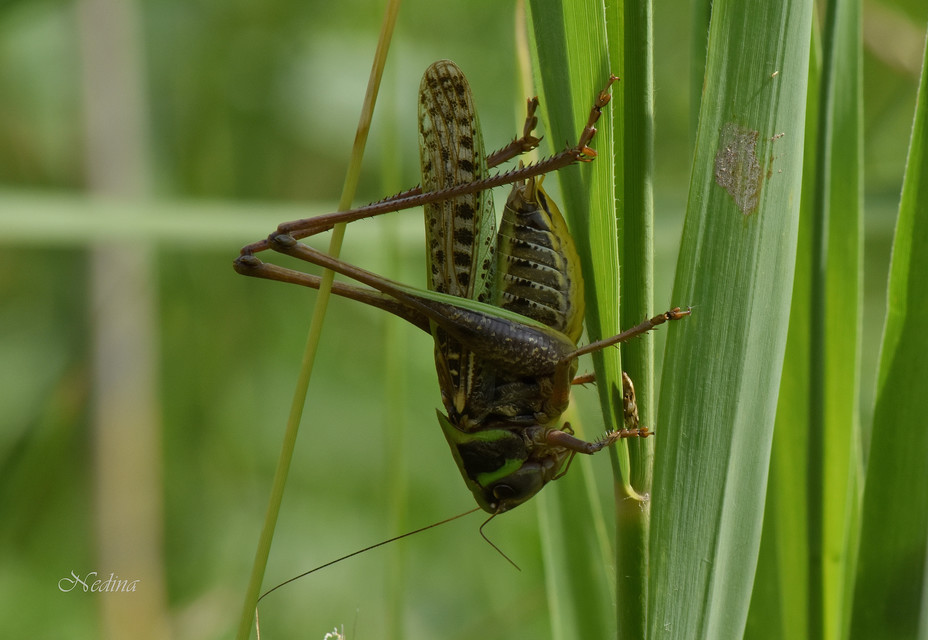 Decticus verrucivorus - szemölcsevő szöcske