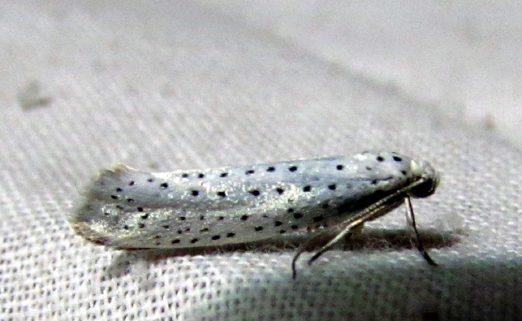 Yponomeuta evonymella - pókhálós májusfamoly