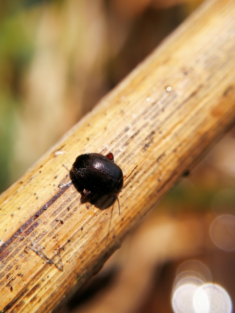 Scirtes hemisphaericus - közönséges ugrórétbogár