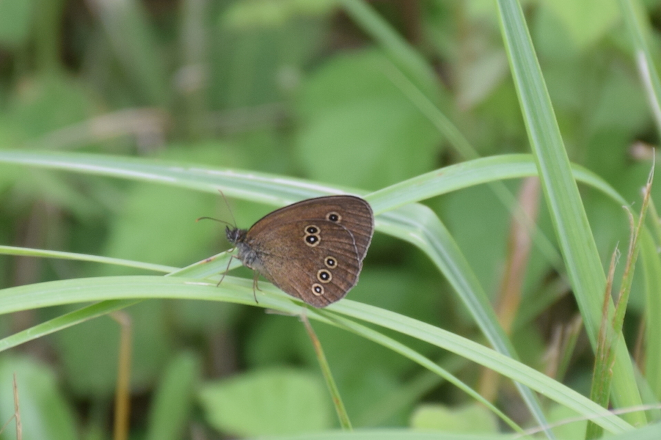 Aphantopus hyperanthus - közönséges ökörszemlepke