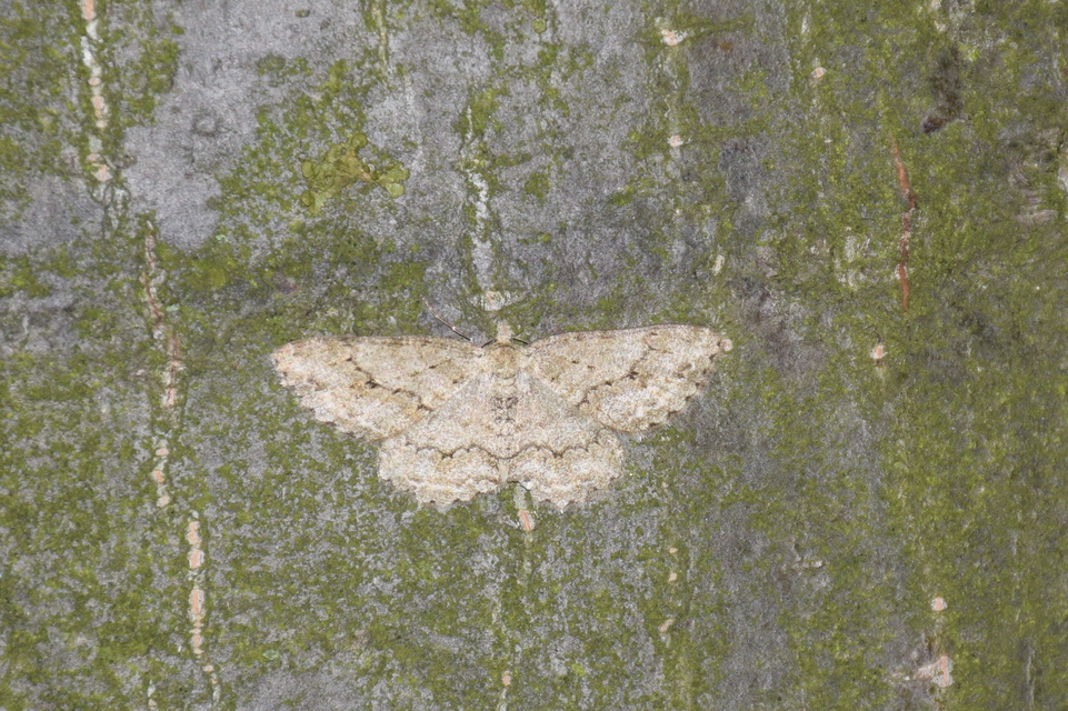 Ectropis crepuscularia - avararaszoló