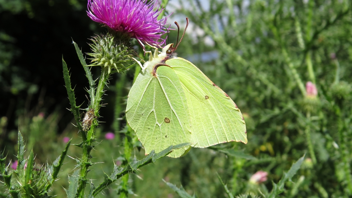 Gonepteryx rhamni - citromlepke