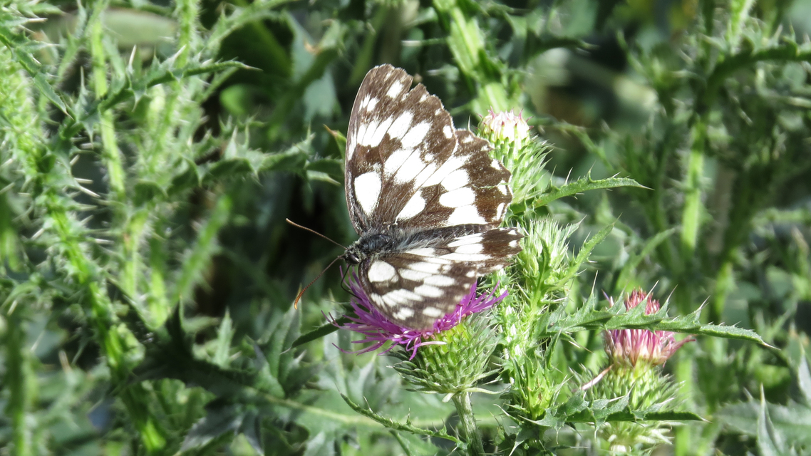Melanargia galathea - sakktáblalepke