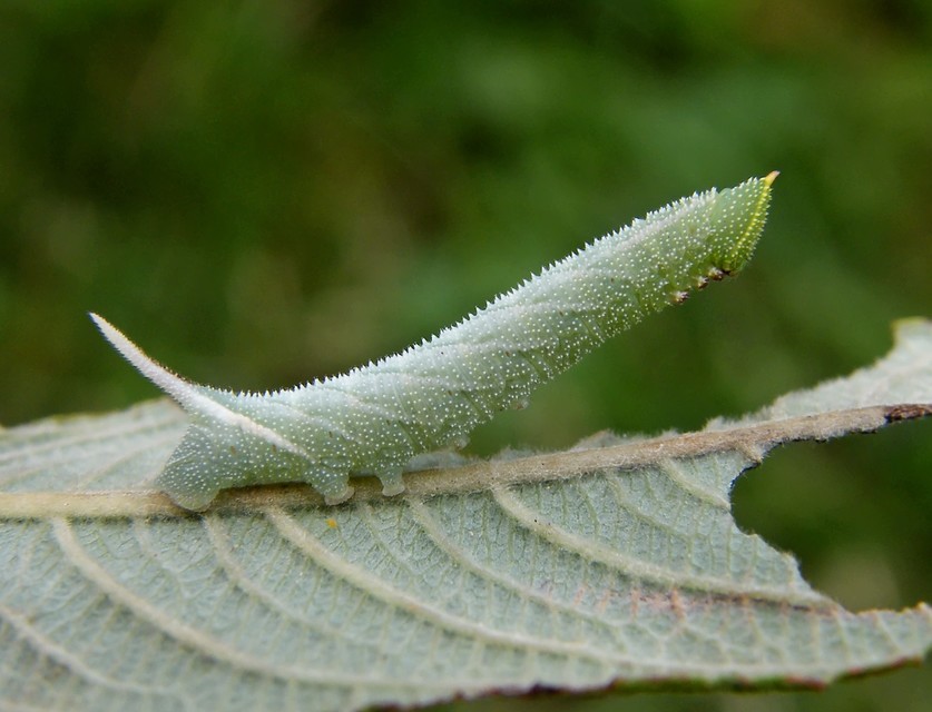 Smerinthus ocellatus - esti pávaszem