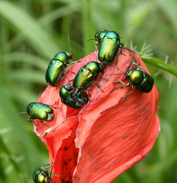 Cryptocephalus
