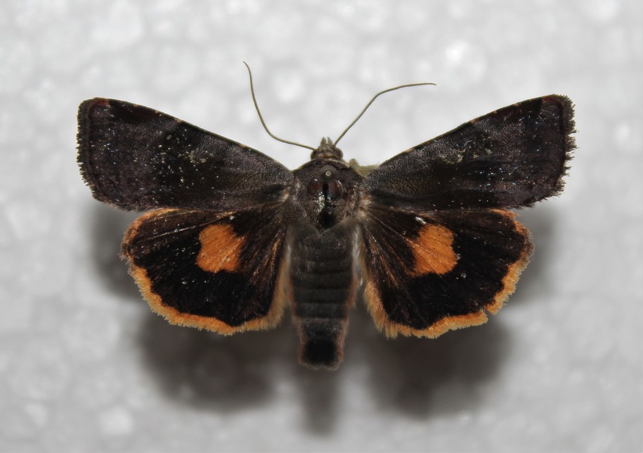 Noctua janthina - tarka sárgafűbagoly